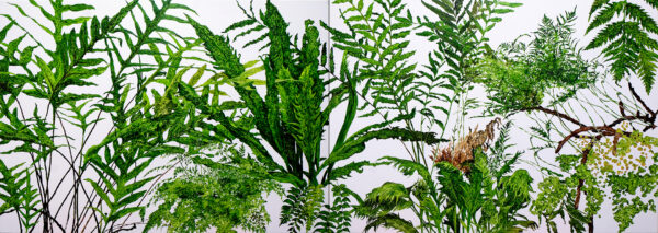 植物群像