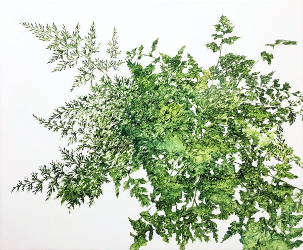 植物習作III